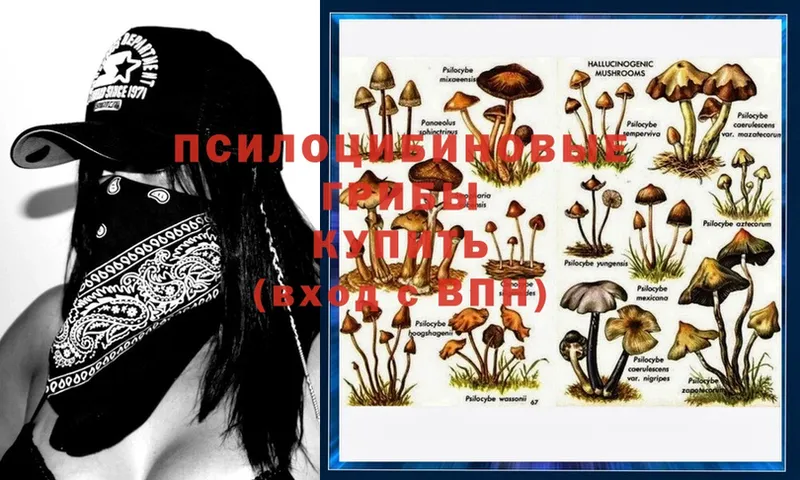 Псилоцибиновые грибы Magic Shrooms  Ижевск 